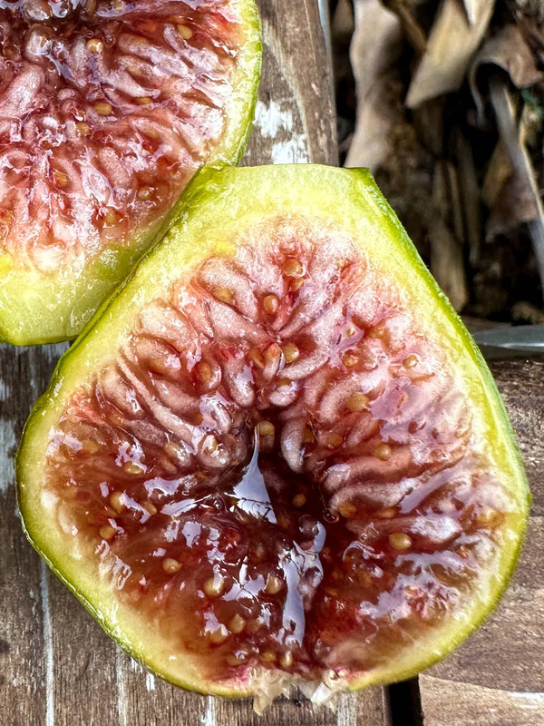 figs-2.jpg