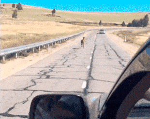 97.gif