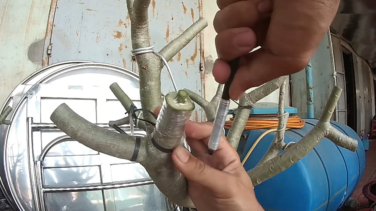 cling-wrap-grafting.jpg