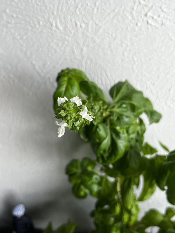 a closeup of a basil flower