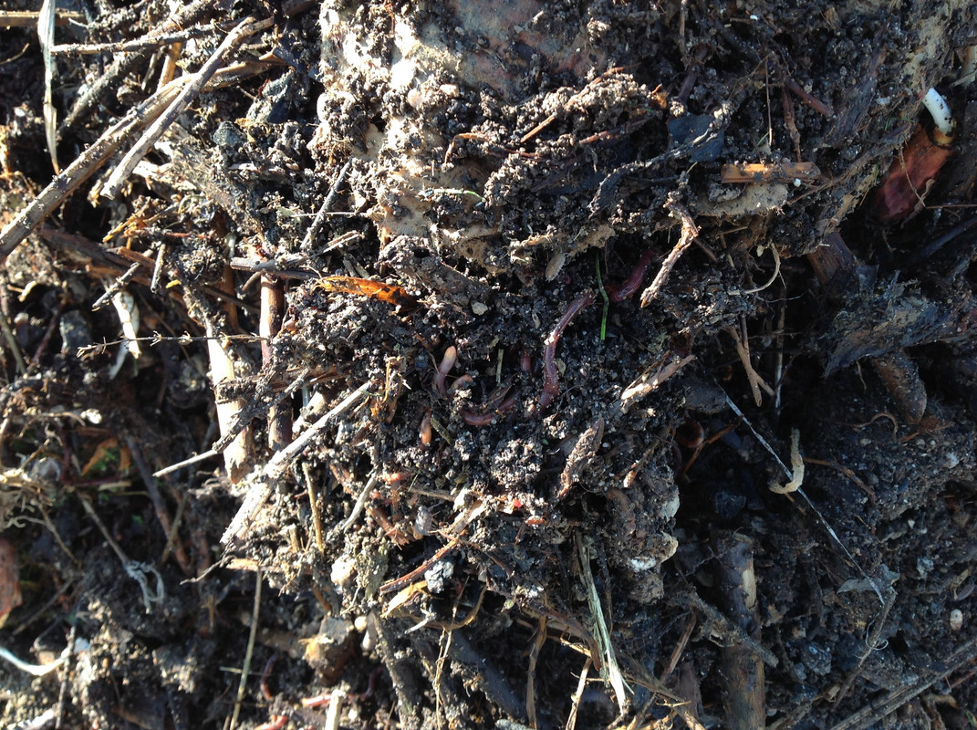 Kompostmiete Aus Drei mach Eins 3.Okt. 2015 (10)