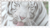 made by @transmascgarfield on tumblr
