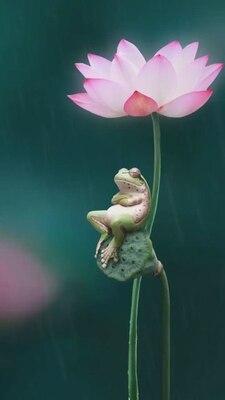 Frog-What-s-sup