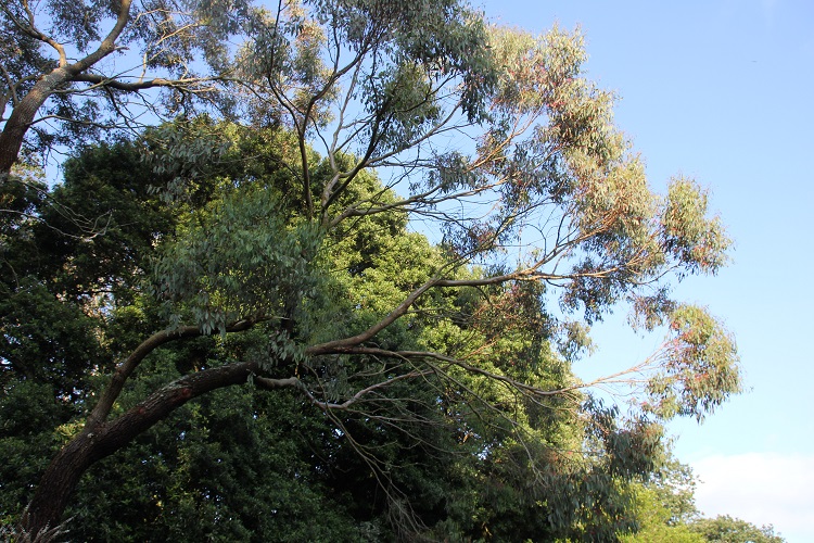 Eucalyptus red flower , Fox Rosehill , 160625