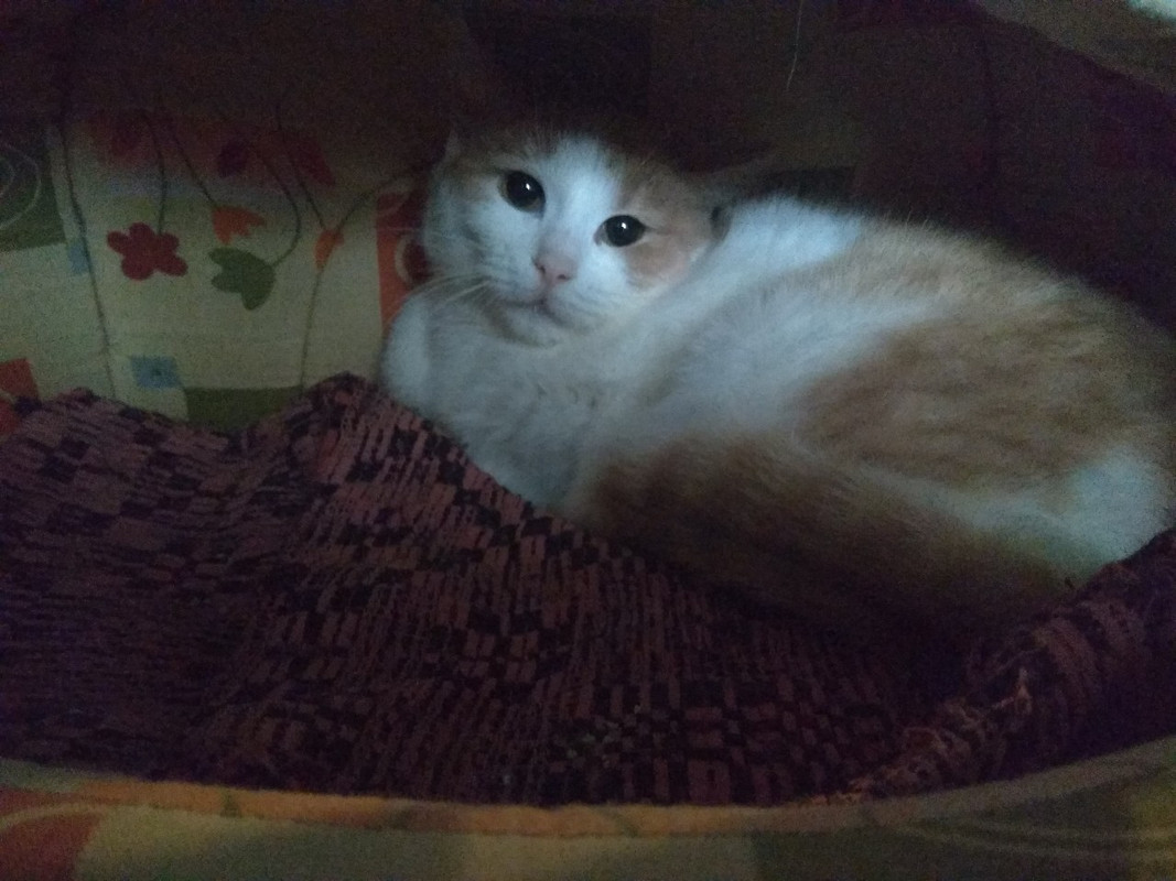 буся у меня