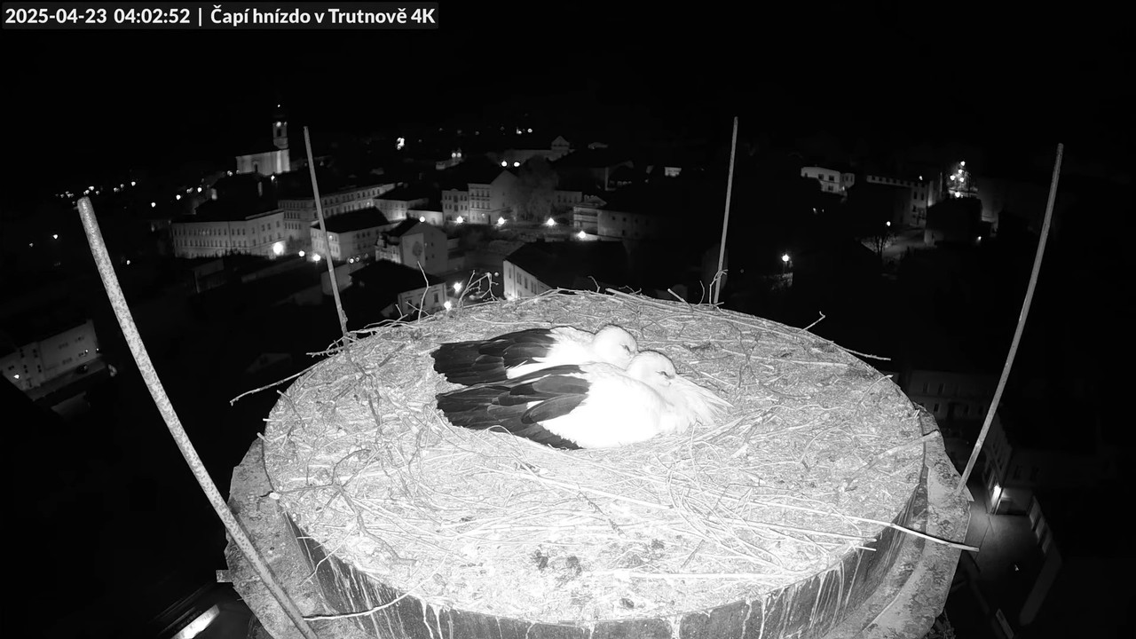 Živě z čapího hnízda na pivovarském komíně v Trutnově 7-34-2 screenshot