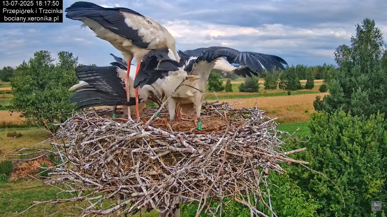 13072025bociany48