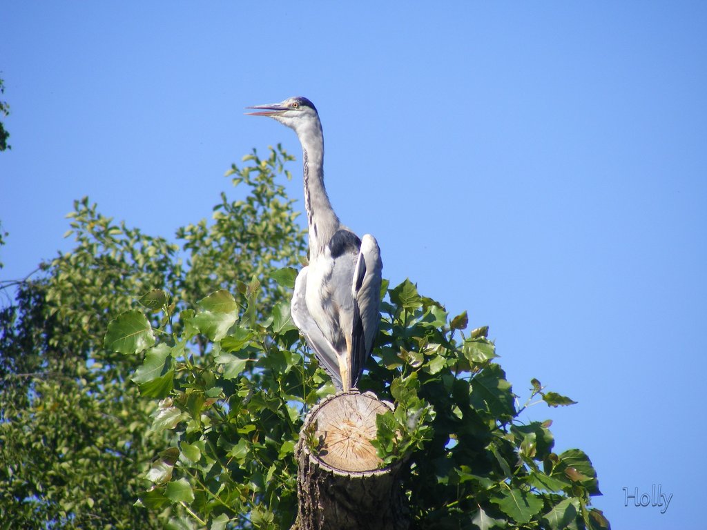 Heron-HD.jpg