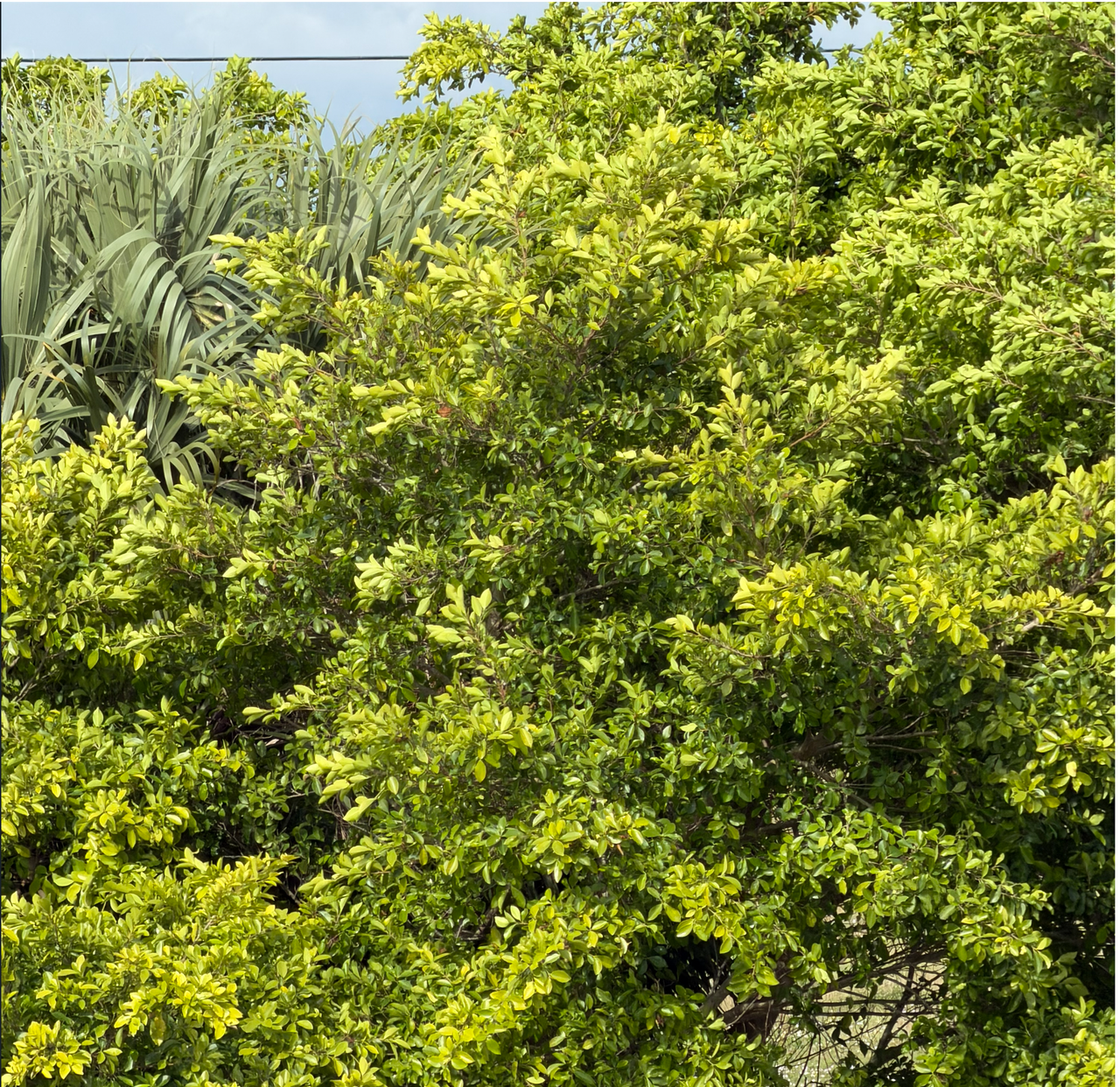 [Image: Lake-Okee-Chobee7.png]