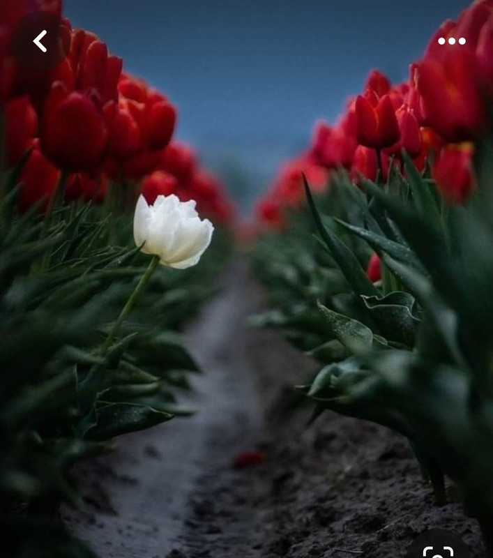 Screenshot_20240424_220512_Pinterest