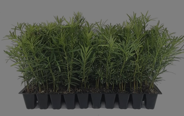 [Imagen de una planta Podocarpus]