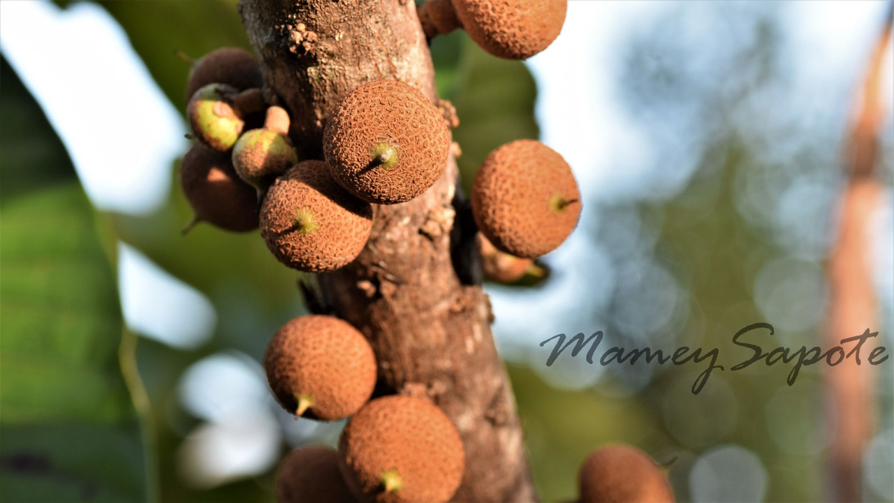 Mamey Sapote