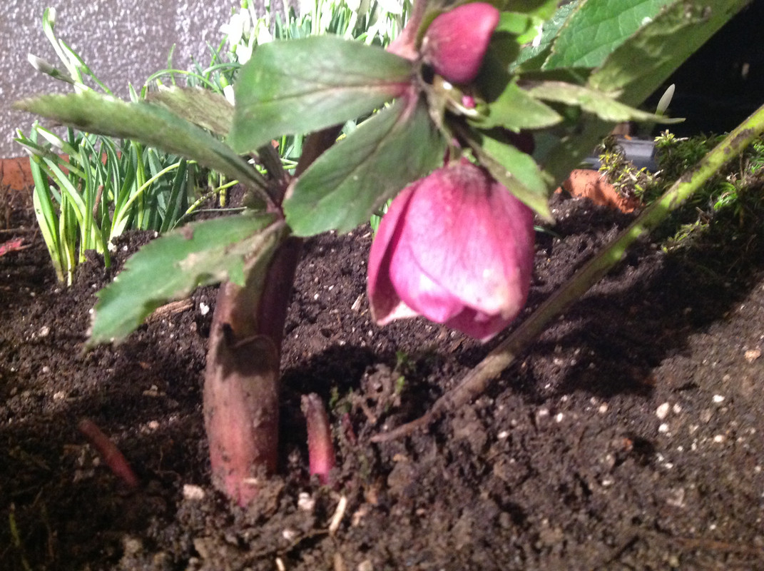 Helleborus & Schneeglöck- chen aus 1792 4.Feb.16