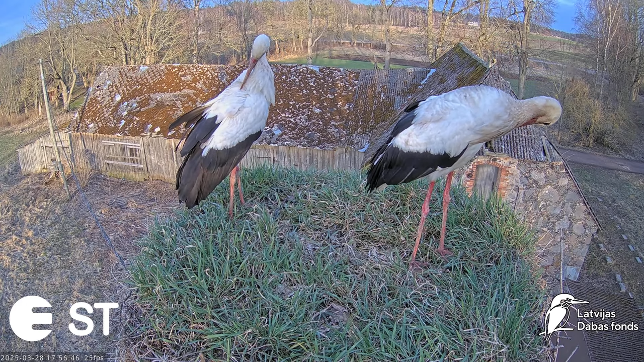 (16) Baltie stārķi (Ciconia ciconia) Tukuma novadā __ White storks in Tukums, Latvia - YouTube - 785