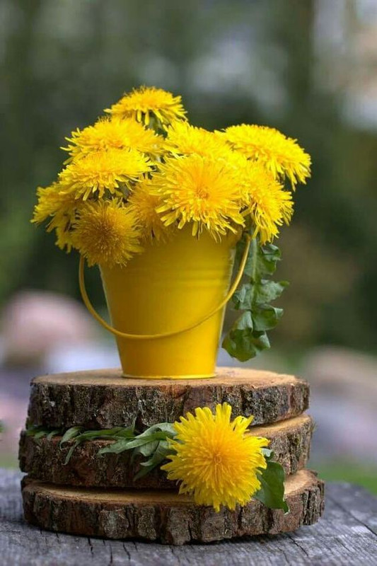 yellow-flower-pot.jpg