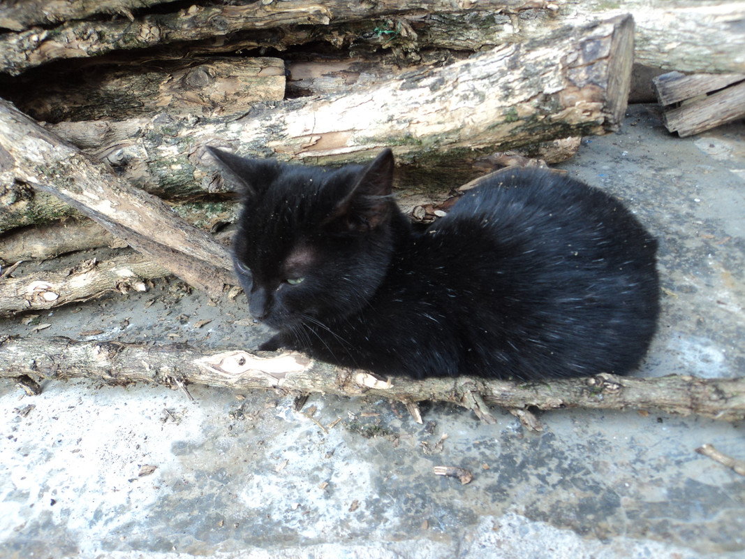 Gato-Negro-Henry-Ortiz-utima-2