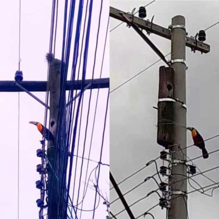 bird.jpg