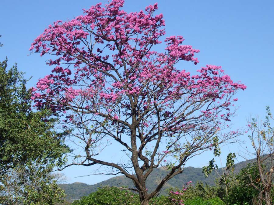 Árbol urbano 2