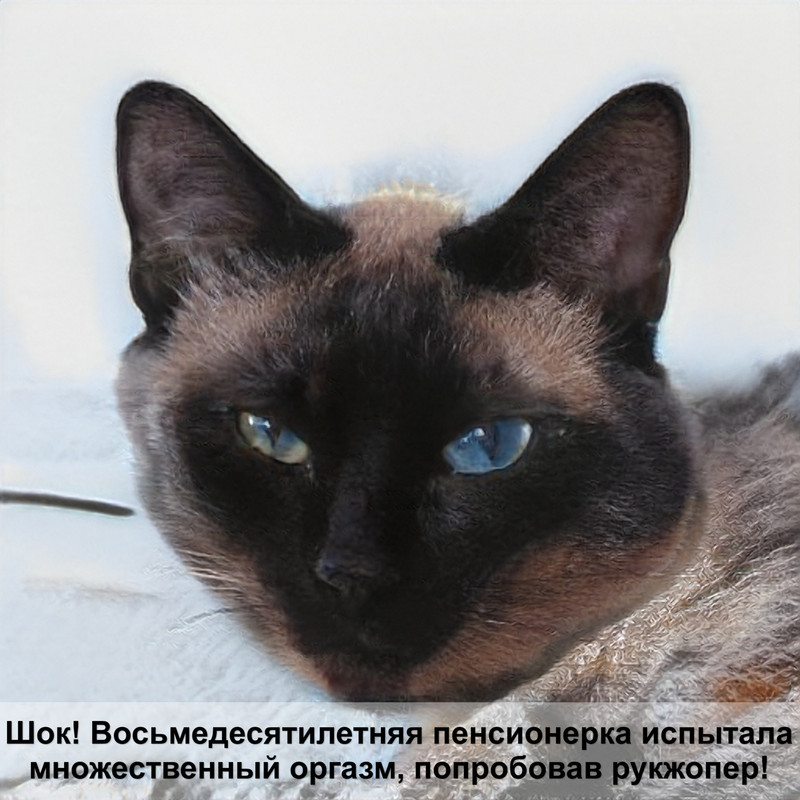 ошейники для кошек с именем