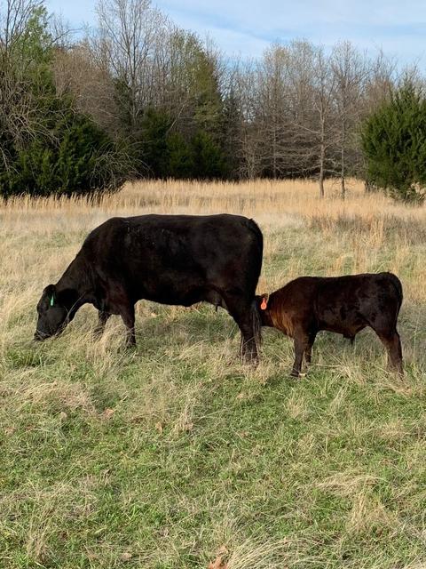EP Son and Mother