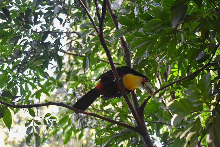 В джазе только девушки или аргентинско-бразильский калейдоскоп В джазе только девушки или аргентинско-бразильский калейдоскоп