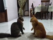 25636e3b04560bb3575cb0b22c4d1c7d