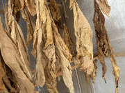IMG-8224