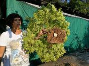 margotta - Separata margotta  da un Bonsai di acero palmato IMG_20180919_172844