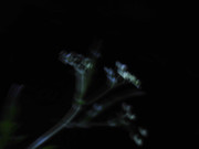 21.2.moving weeds II