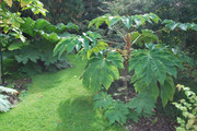 Tetrapanax papyrifer " Rex " - aralia papírodárná DSC-0007