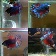 IMG_20190711_081157_618