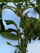 PXL_20240718_134351408