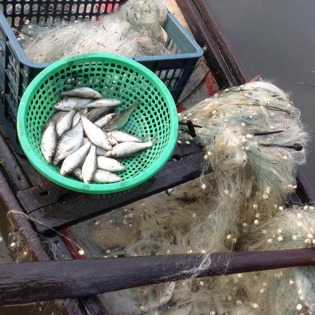 [Image: 05-Fish.jpg]