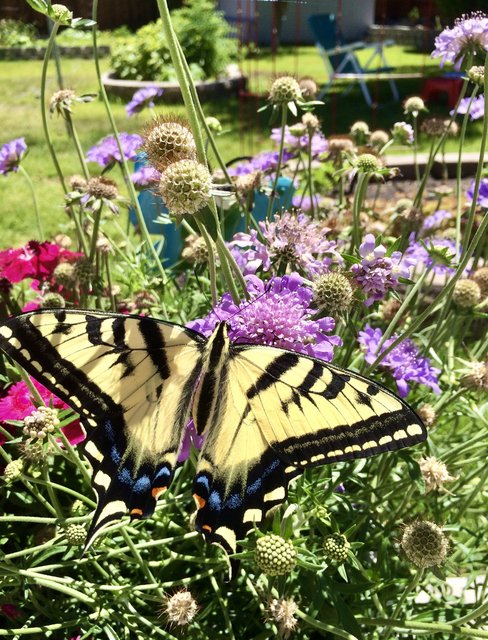 [Image: DFC07994-03-B5-48-E0-8-F93-695-C3-FCCFA47.jpg]