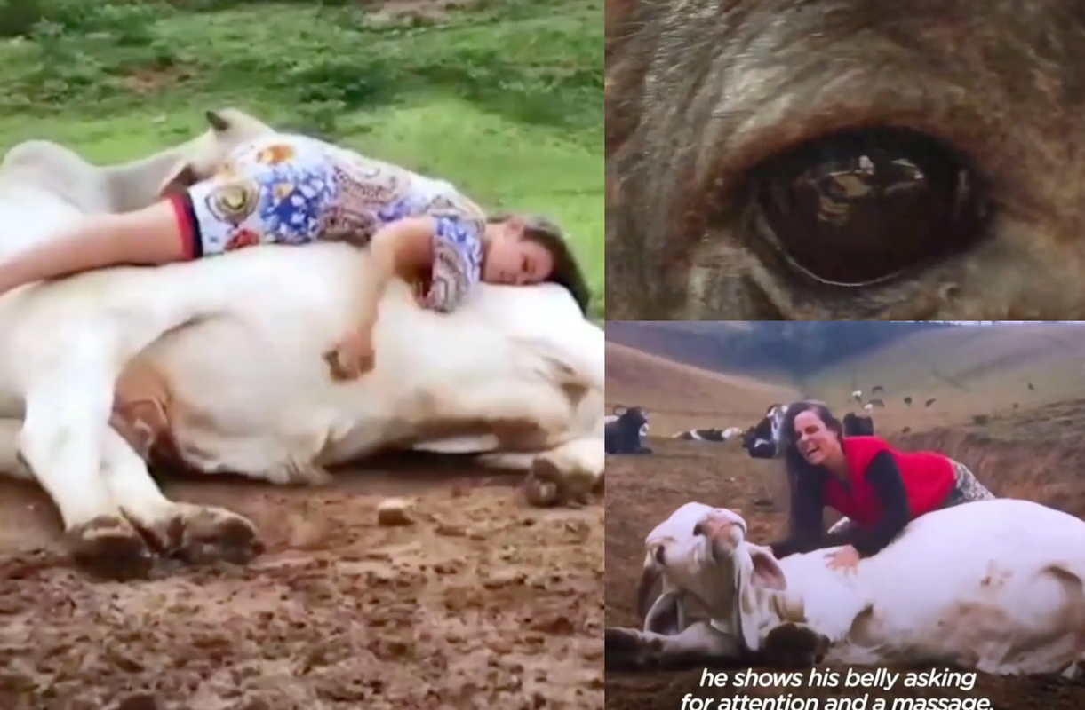 Mujer salva a toro que lloraba porque iba a ser sacrificado: historia viral