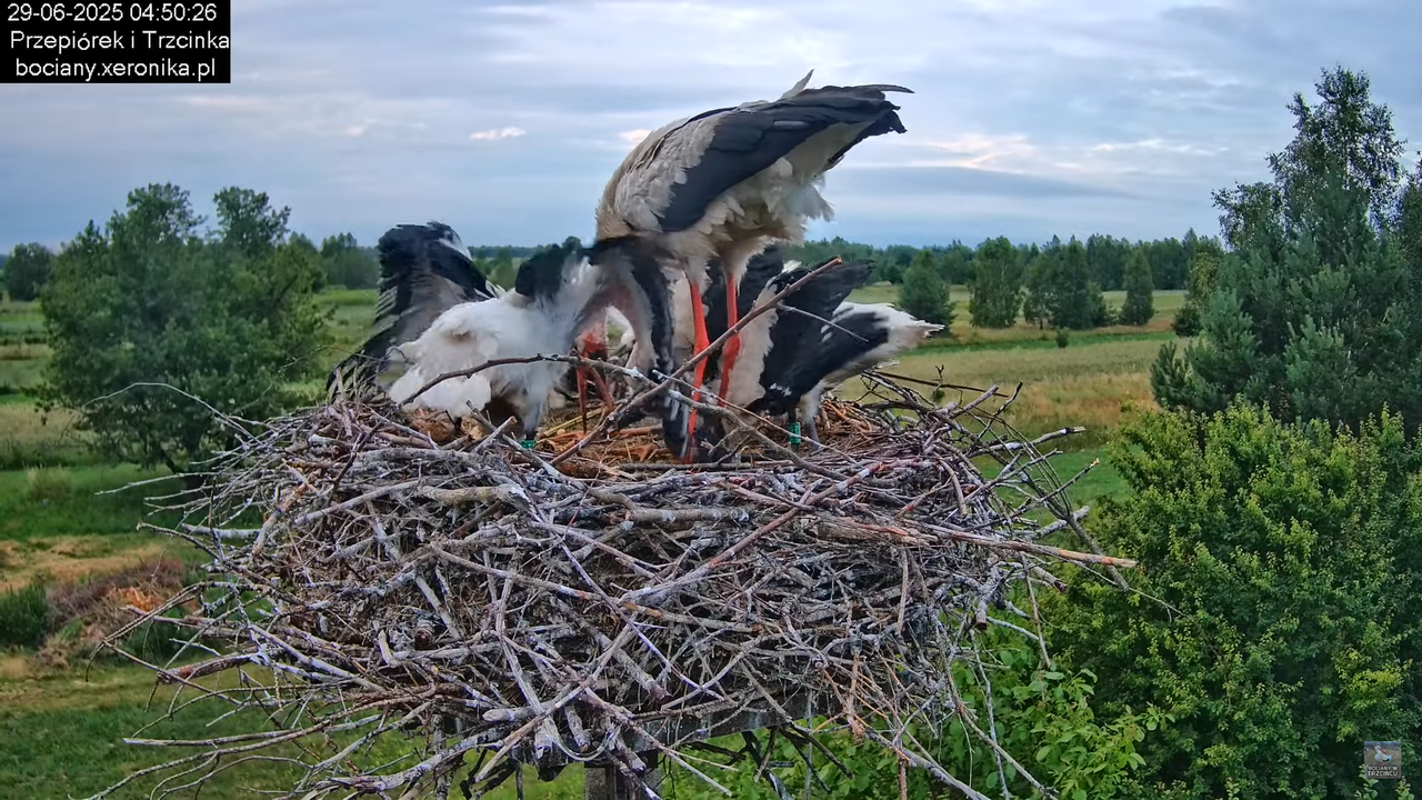 29062025bociany9