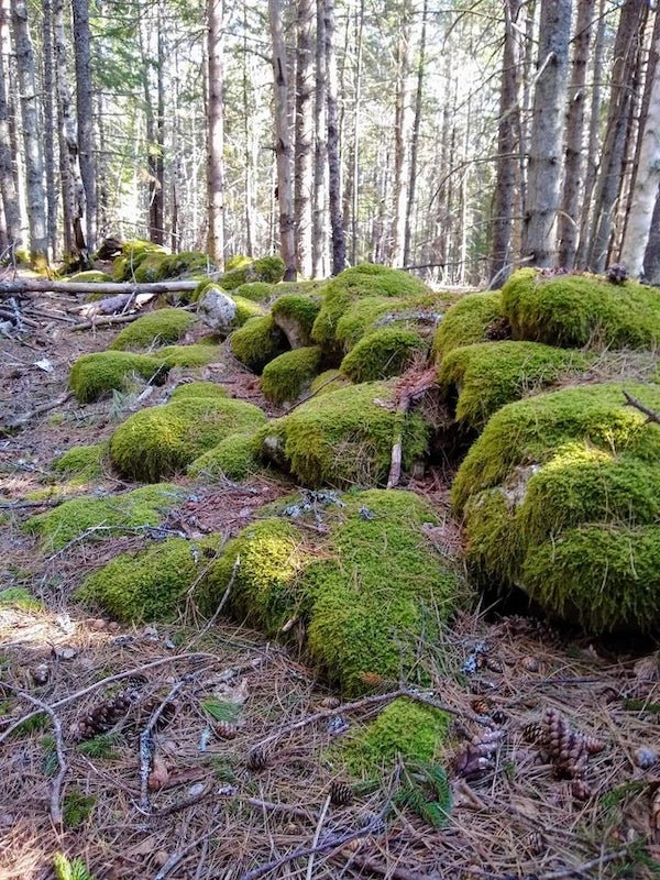 Nature-20