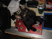 43.13.terror groupie's kids XIII