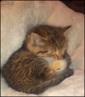 Cute-Kitten-GIF-Aww-cute-tiny-kitty-grooming-her-baby-chick-Cuteness-overload.gif