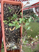 IMG-3265