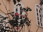 29.3.urban blooms III