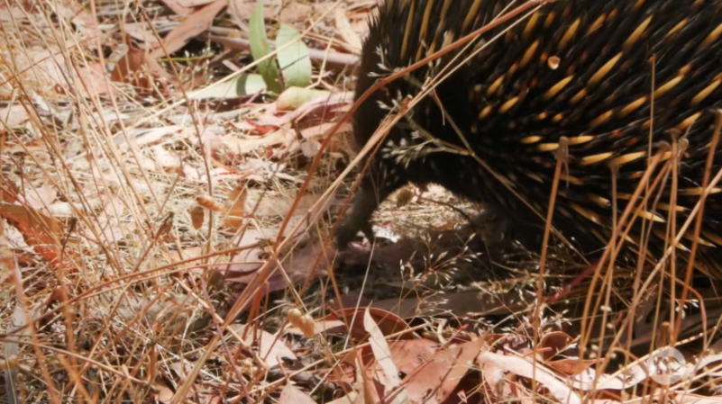 [Image: 4c3yeglmm3v4.png]