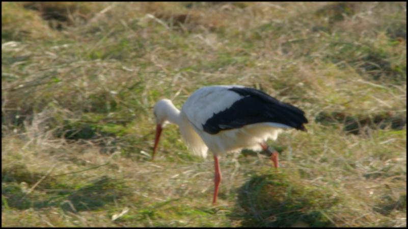 [Image: fnuj1p773xyj.png]