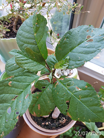 [Image: IMG-20200722-190611.jpg]