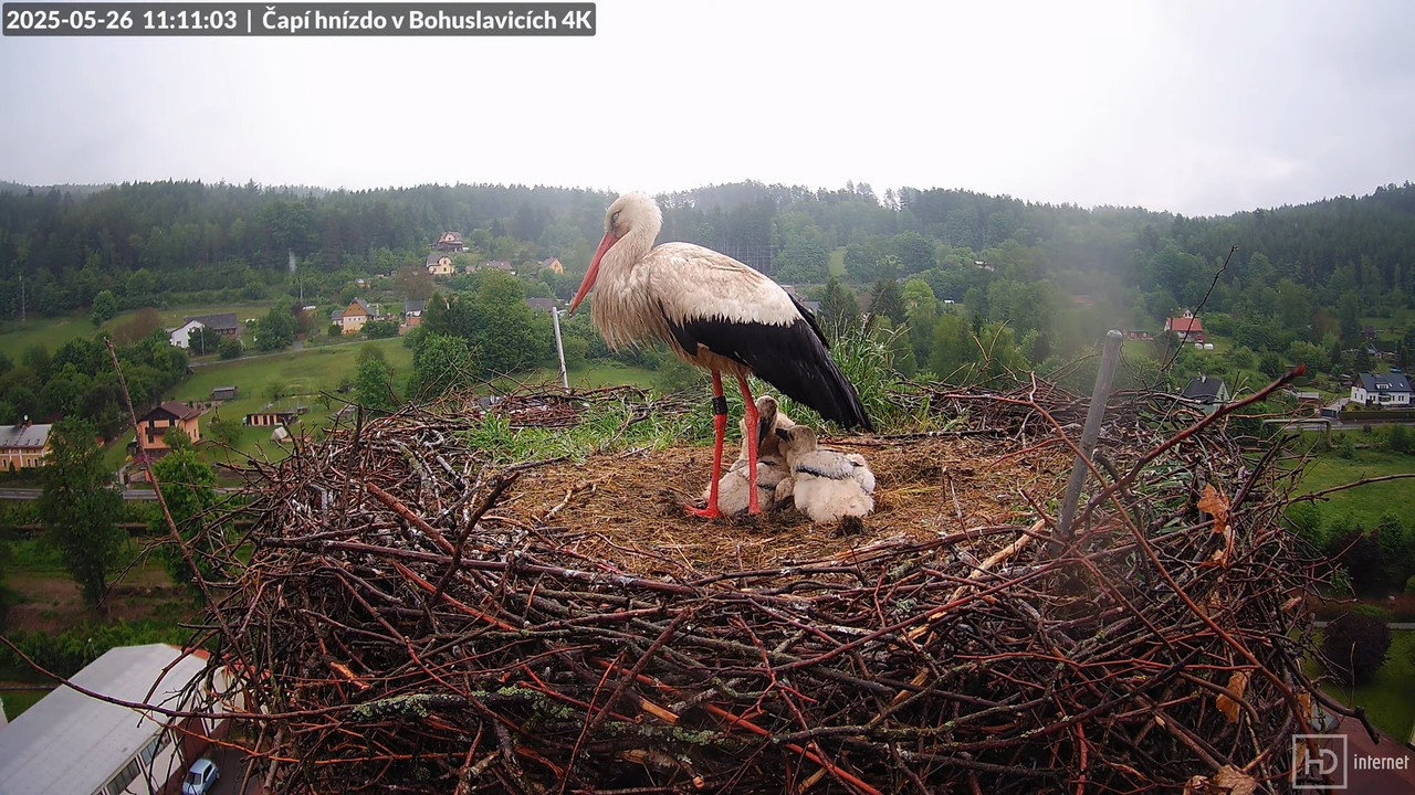 Tiešraide no KARA uzņēmuma stārķu skursteņa Bohuslavicē netālu no Trutnovas 11-0-21 screenshot (1)