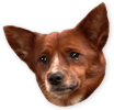 dog.png