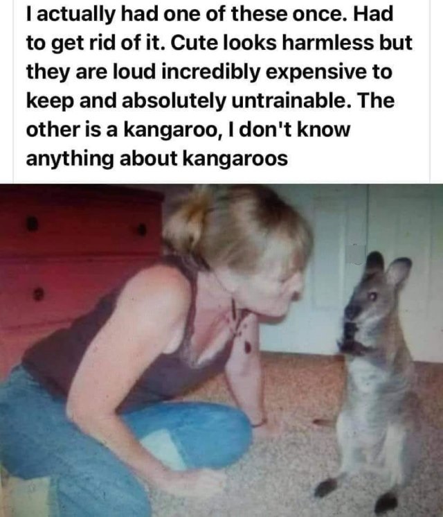 kangaroos-s.jpg