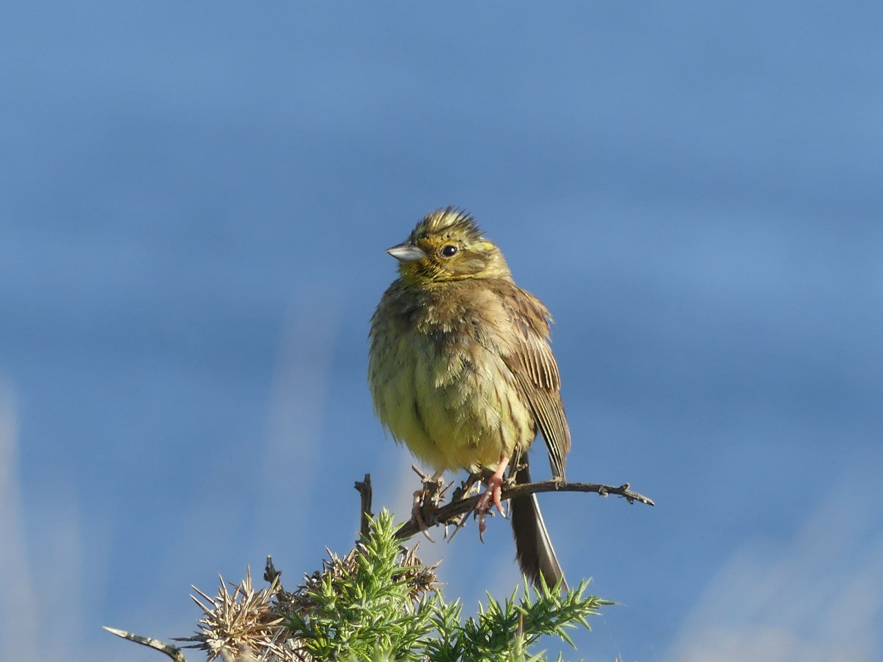 YELLOWHAMMER 2