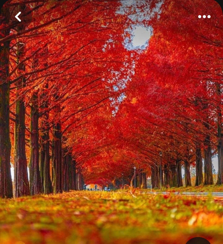 Screenshot_20240218_205734_Pinterest