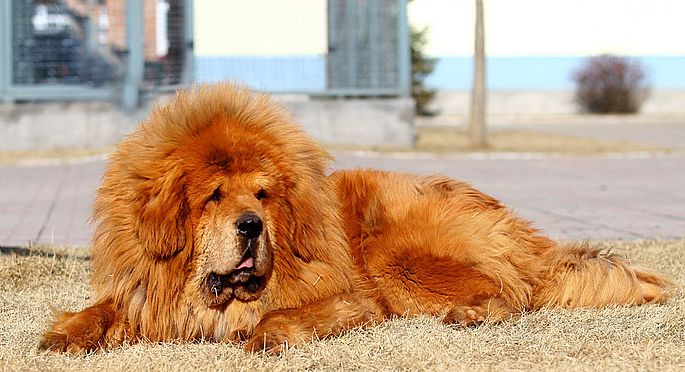 https://i.postimg.cc/B64KsXg8/tibeti-mastiff.jpg